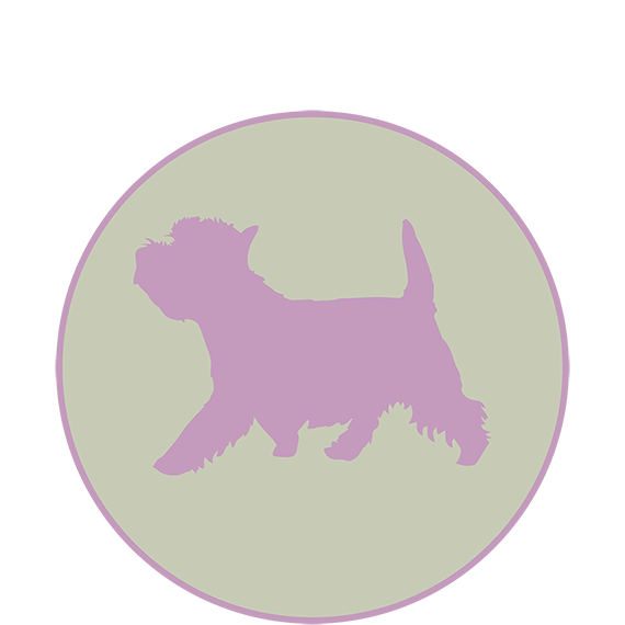 allevamento West Highland White Terrier
