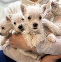 cucciolo west highland terrier