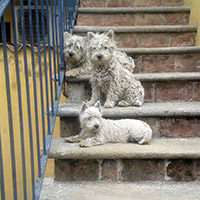 cucciolo westie