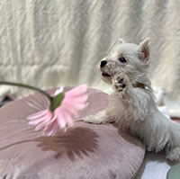 cucciolo white terrier